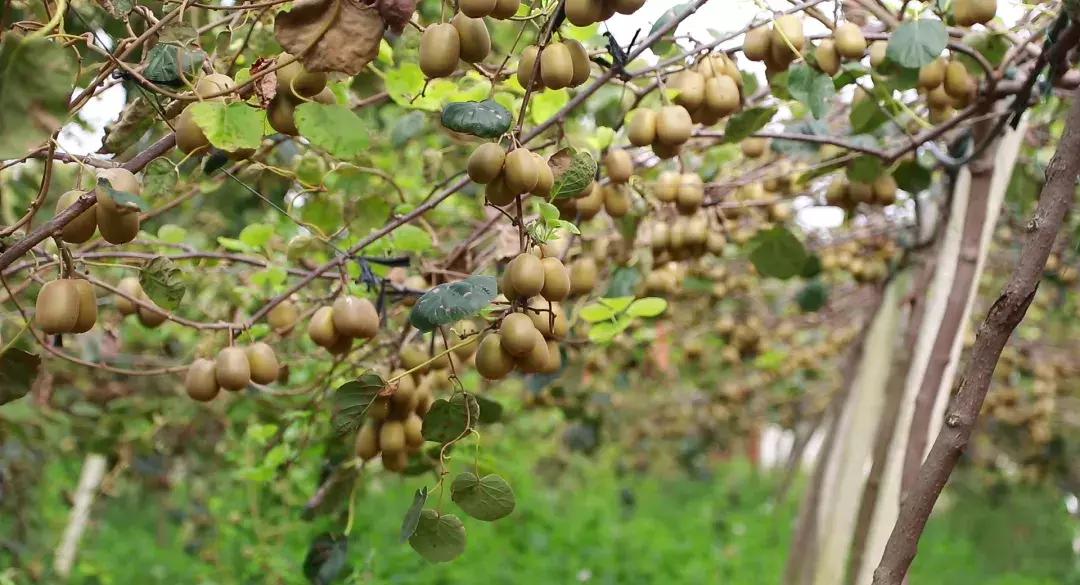 四川被忽略的景点,成都邛崃藏在深山中的世外桃源