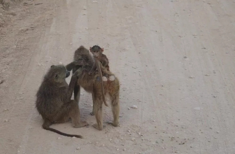肯尼亚│我没有错过非洲，错过动物大迁徙