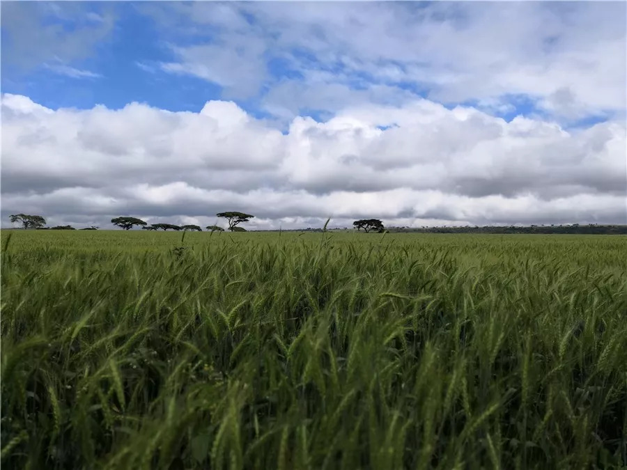 肯尼亚│我没有错过非洲，错过动物大迁徙