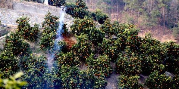 果树植保解决方案有哪些,果树植保国家权威