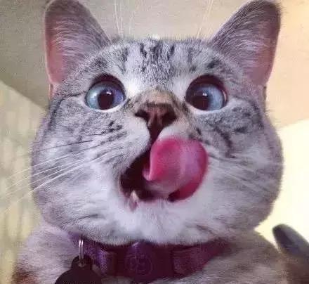 猫咪得猫癣猫该怎么办,猫咪长猫癣要怎么弄