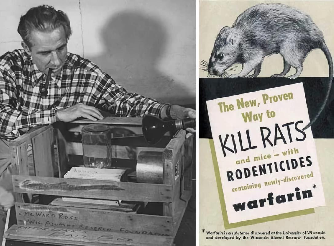 老鼠药差点毒死全村,老鼠药毒不死人