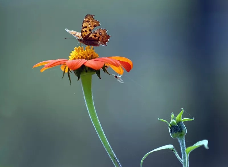 从入秋开始鼻炎就犯了怎么治,一到秋冬天就犯鼻炎是怎么引起的