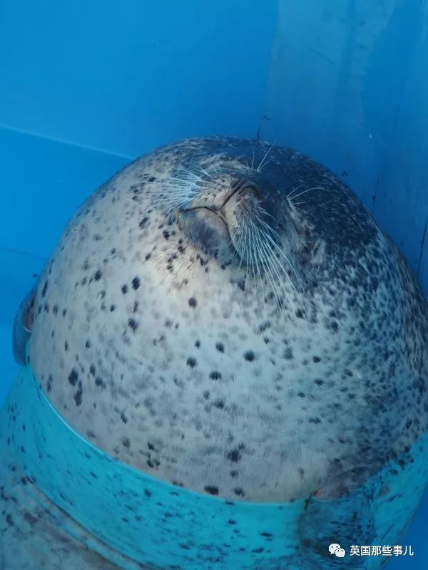 没有干劲的废柴海豹，只要心中有床，在哪里都可以豹睡个爽啊……