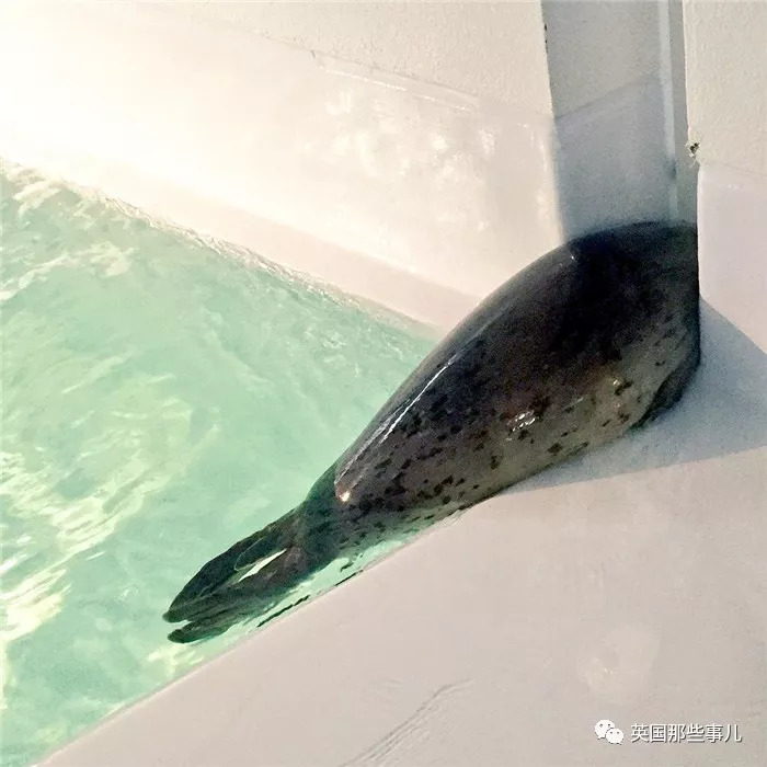 没有干劲的废柴海豹,只要心中有床,在哪里都可以豹睡个爽啊……