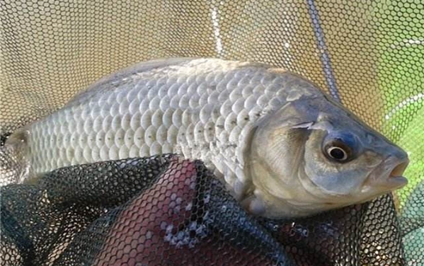 这4种饵用在串钩上，效果出乎意料的好，鲫鲤鱼好钓到没话说！