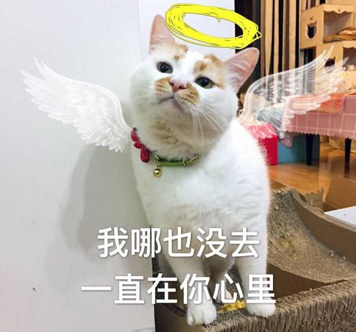 猫喜欢跟你睡枕头,猫喜欢和我睡说明什么