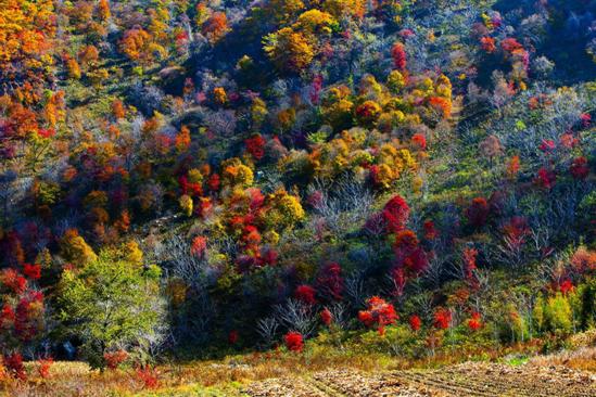 赏枫踏水才是东北秋季的正确打开方式