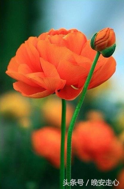 自古亲情留不住唯有套路得人心,自古深情留不住唯有套路得人心