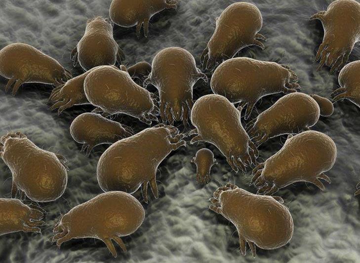 床上螨虫的繁殖速度,床上螨虫用杀螨剂管用吗