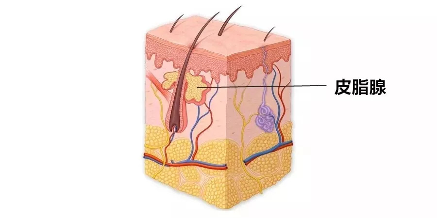 如何拯救已经粗大的毛孔,怎么能拯救面颊毛孔粗大