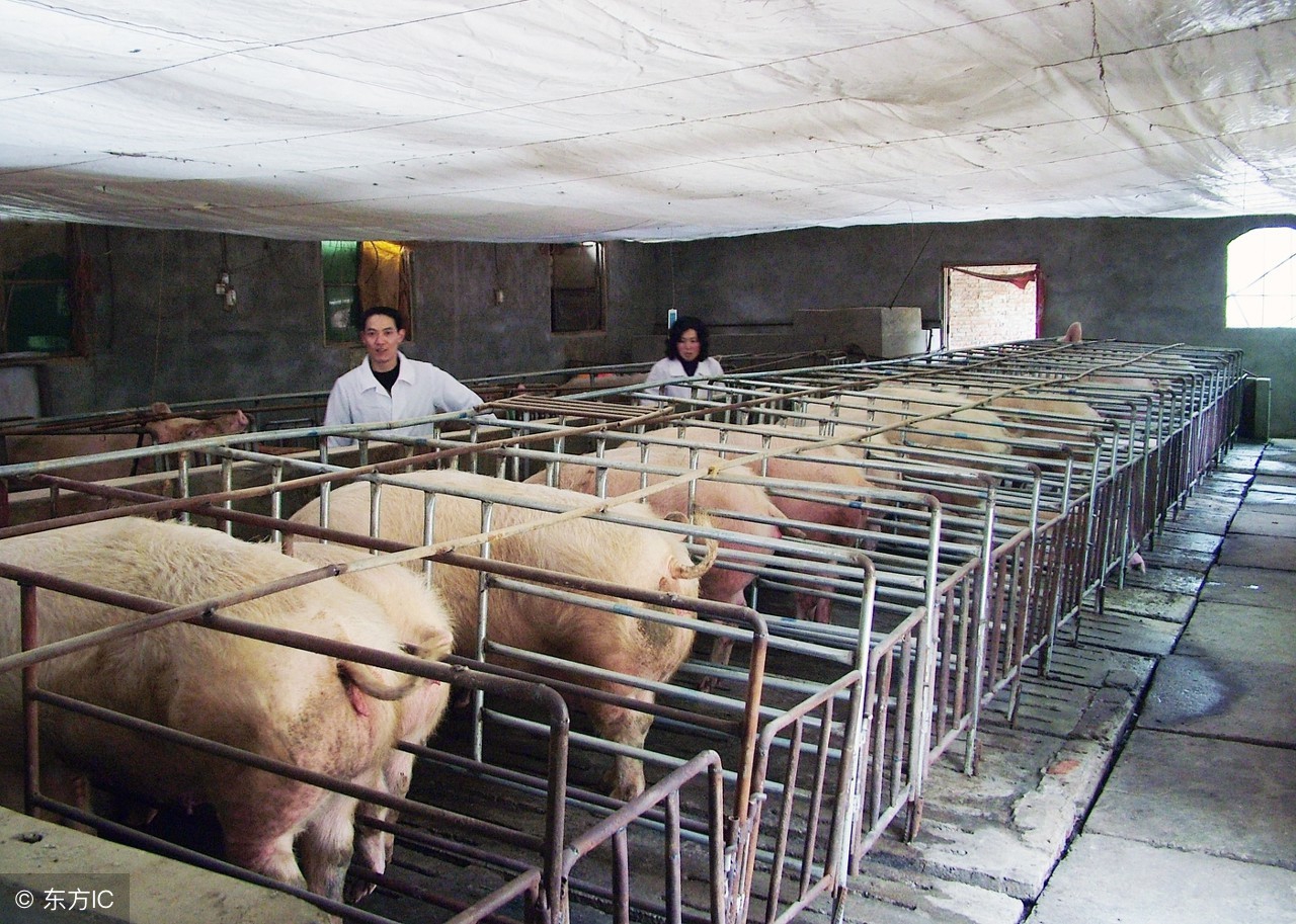 母猪要下的时候有什么症状,母猪亚健康的症状以及解决方法