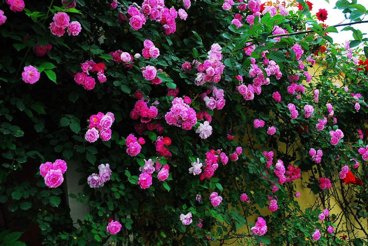 蔷薇花叶子发黄咋办,蔷薇花叶子发黄怎么回事