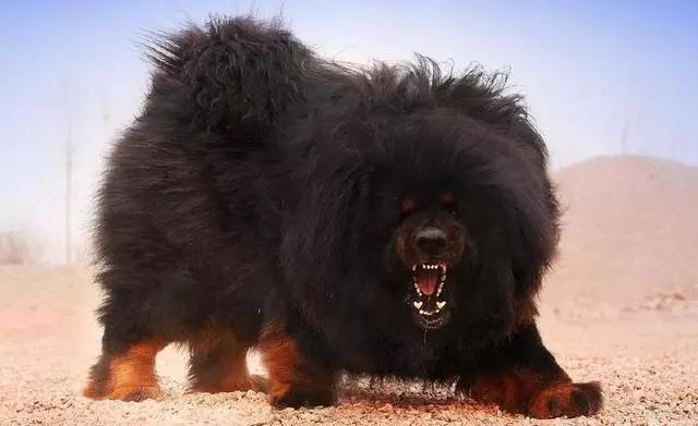 全球十大猛犬排名,全球十大真实猛犬排行榜