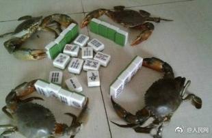 打五元麻将被拘15天,打5元的麻将被拘留了15天