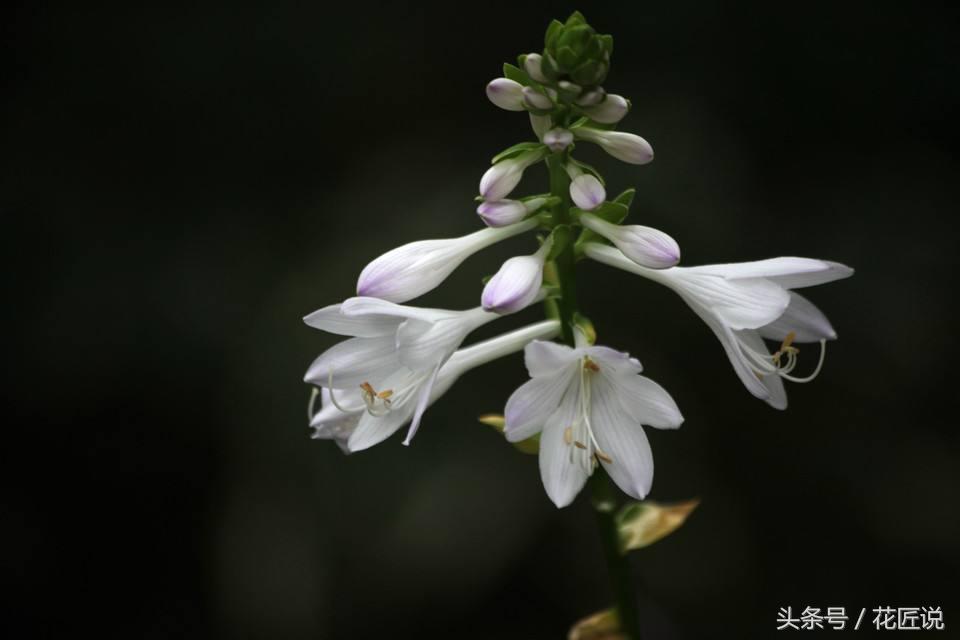 哪种玉簪花好养,玉簪花如何分芽