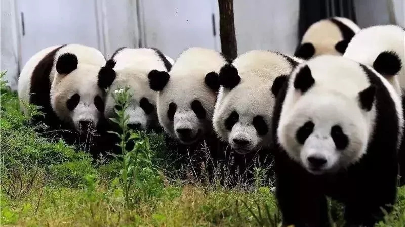 彭山景区免费政策,优待证去庐山景点全部免费吗