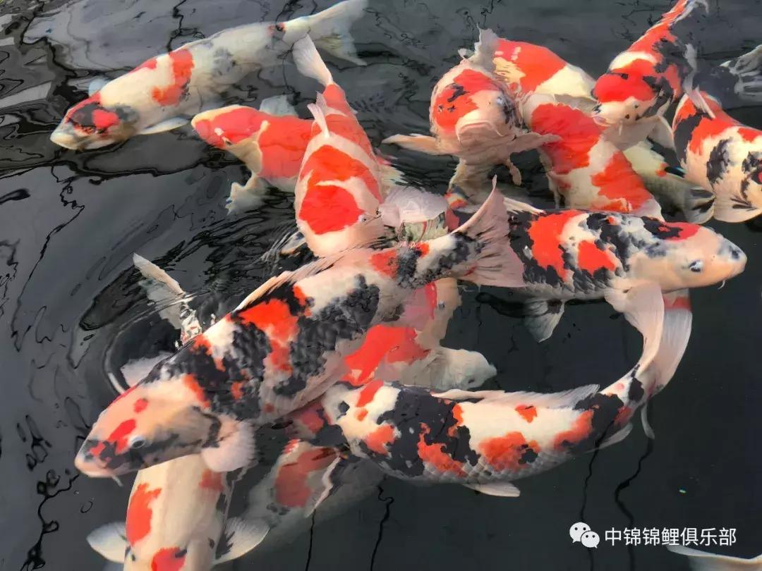 锦鲤喂食过量补救措施有哪些,锦鲤喂食过量补救措施图片