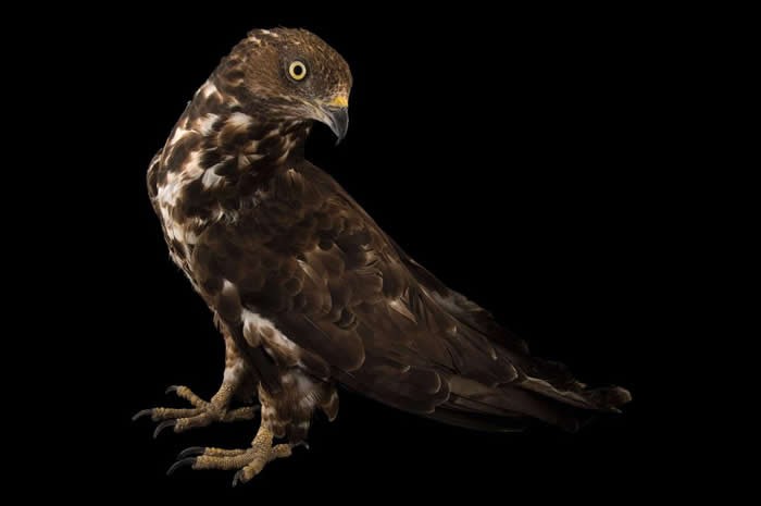 为何历史遗忘了英国博物学家法兰西斯威勒比？英语世界首位“游戏分类学家”