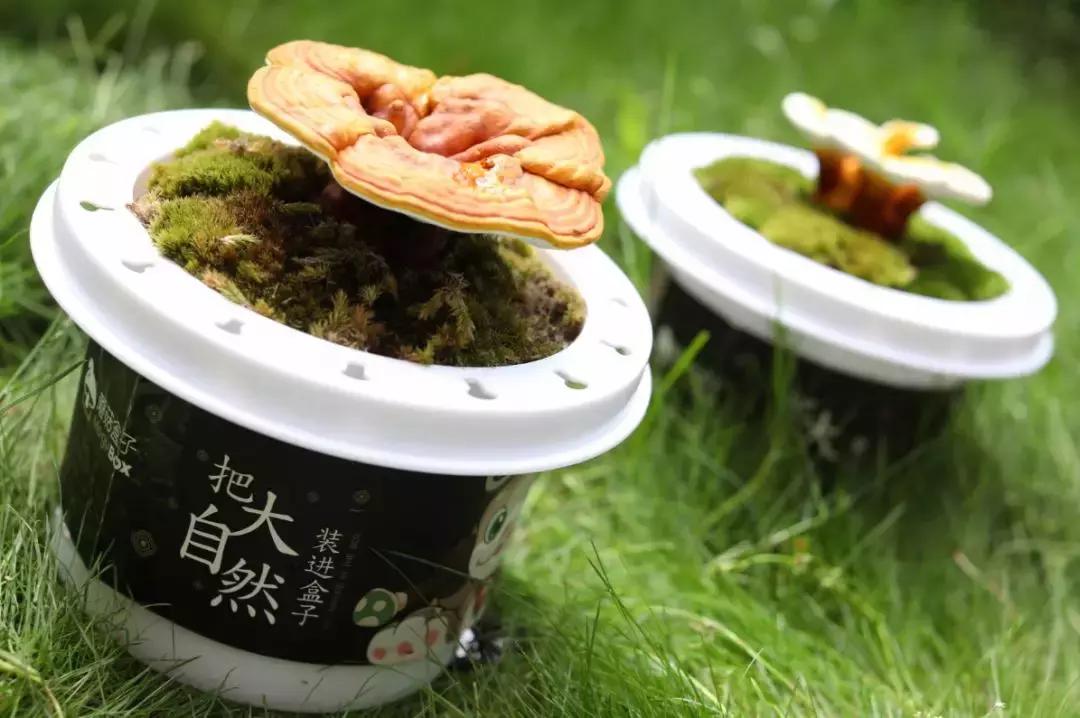 悦木之源菌菇水分清爽和滋润吗,悦木之源菌菇水好吃吗