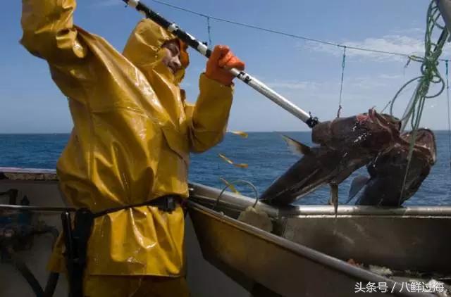 银鳕鱼延绳钓,长钩柄鱼钩钓鲫鱼