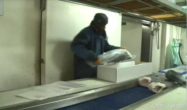 长钩柄鱼钩钓鲫鱼,长绳排钩钓鱼怎么钓鲫鱼