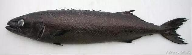 银鳕鱼延绳钓,长钩柄鱼钩钓鲫鱼