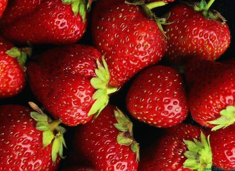 草莓怎么防止冻死,草莓冬天怎么防止冻伤