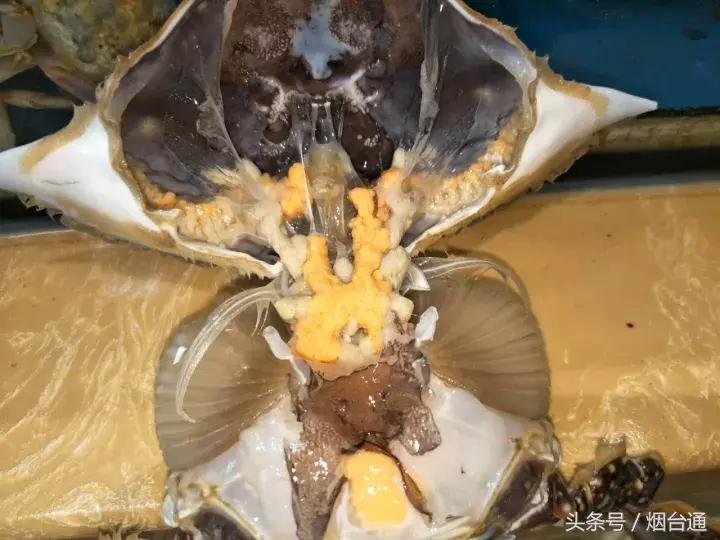 烟台螃蟹怎么挑选,烟台冬天螃蟹怎么挑选