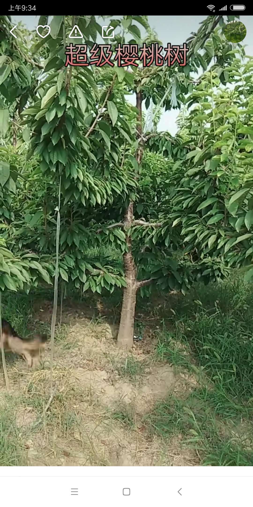 怎样预防大樱桃流胶,樱桃经常流胶怎么治疗