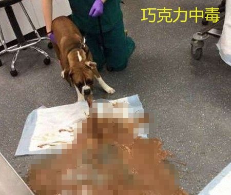 话梅对狗有什么危害,话梅对狗的危害