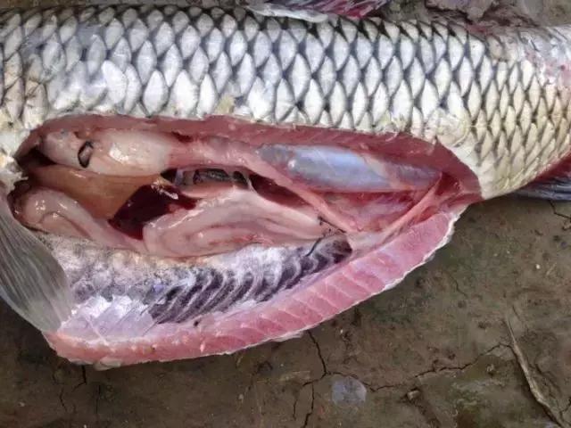 汕头人一般在哪吃海鲜,汕头人喜欢吃的海鲜