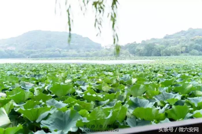 长沙最青春的公交，带你从中南到一师范！