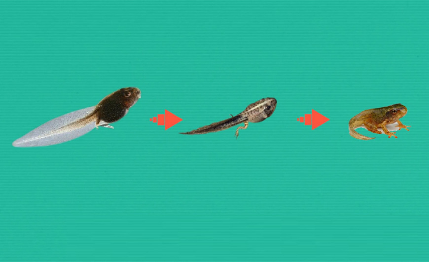 全世界最大的蝌蚪竟变成了小青蛙,世界上最大的蝌蚪长什么样子