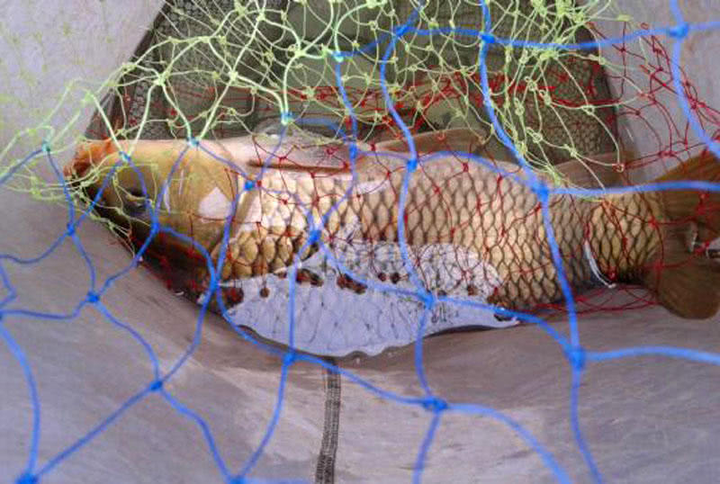 钓鲤鱼新鲜玉米好还是发酵玉米好,钓鲤鱼挂玉米粒的正确方法视频