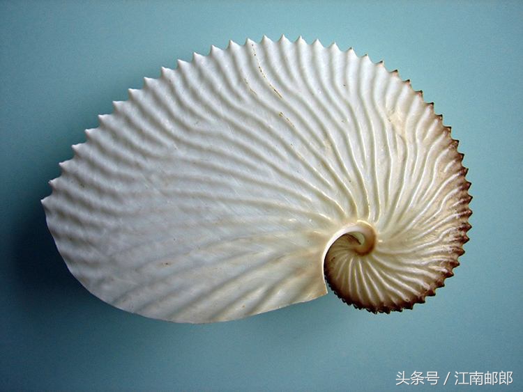 勇敢的姑娘大结局,开贝壳店