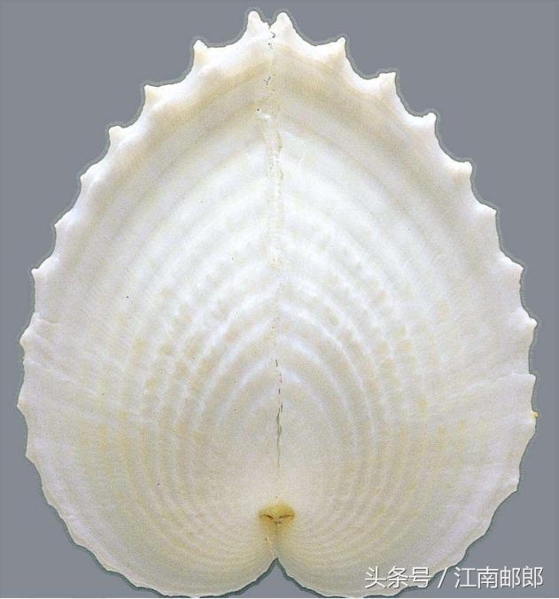 勇敢的姑娘大结局,开贝壳店