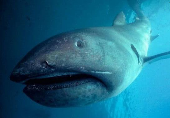 鲨鱼寿命最长的是多少年,科学家预计鲨鱼多久后会灭绝