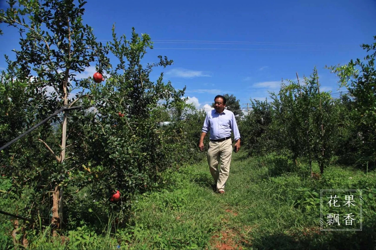 热门产业伤心事：软籽石榴的价格居然会低到2.5元一斤