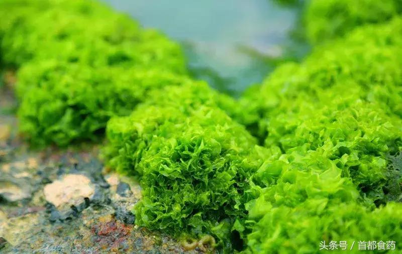 海藻怎么吃效果最好,海藻怎么吃最合理呢