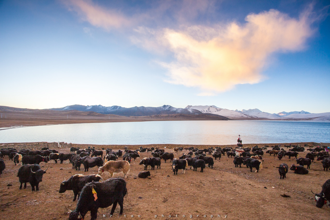 *藏西**一场阔别已久的重逢