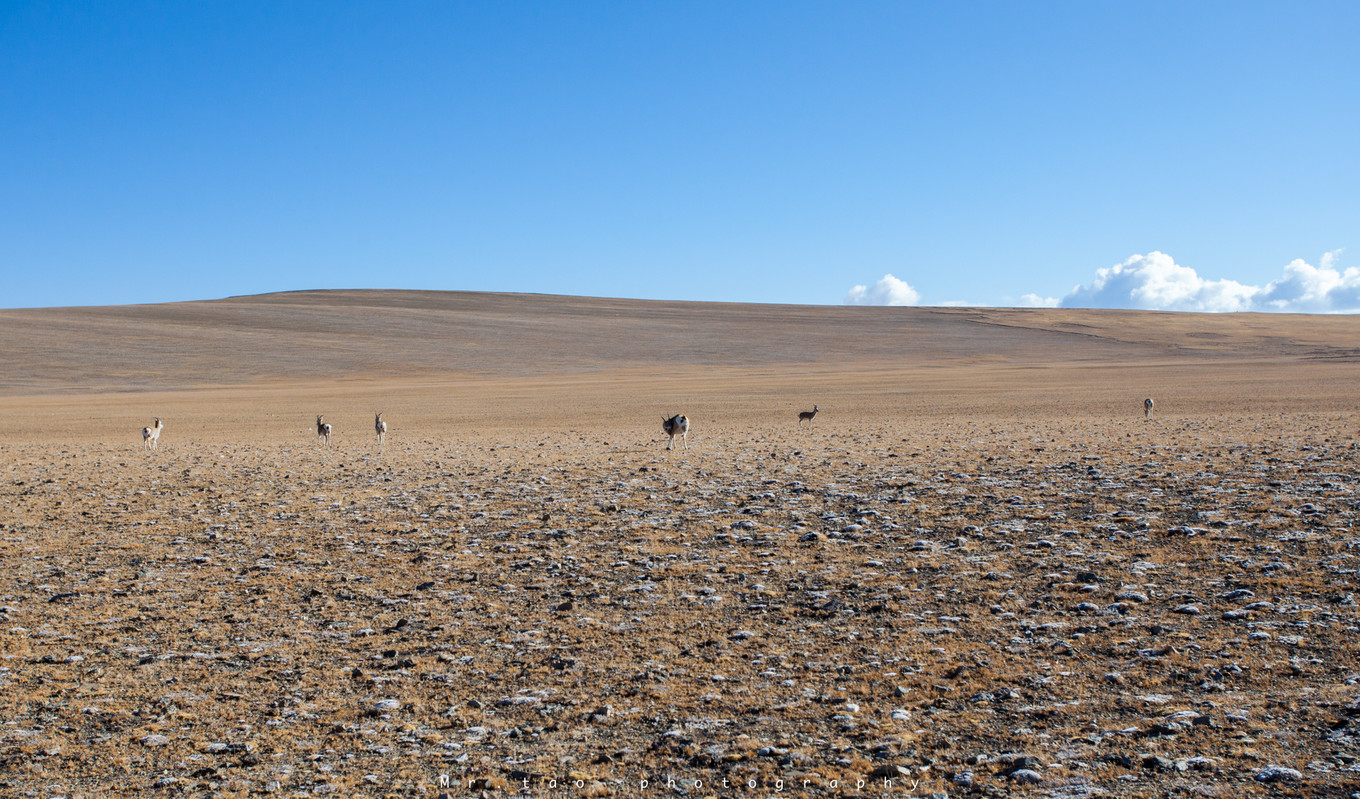 *藏西**一场阔别已久的重逢