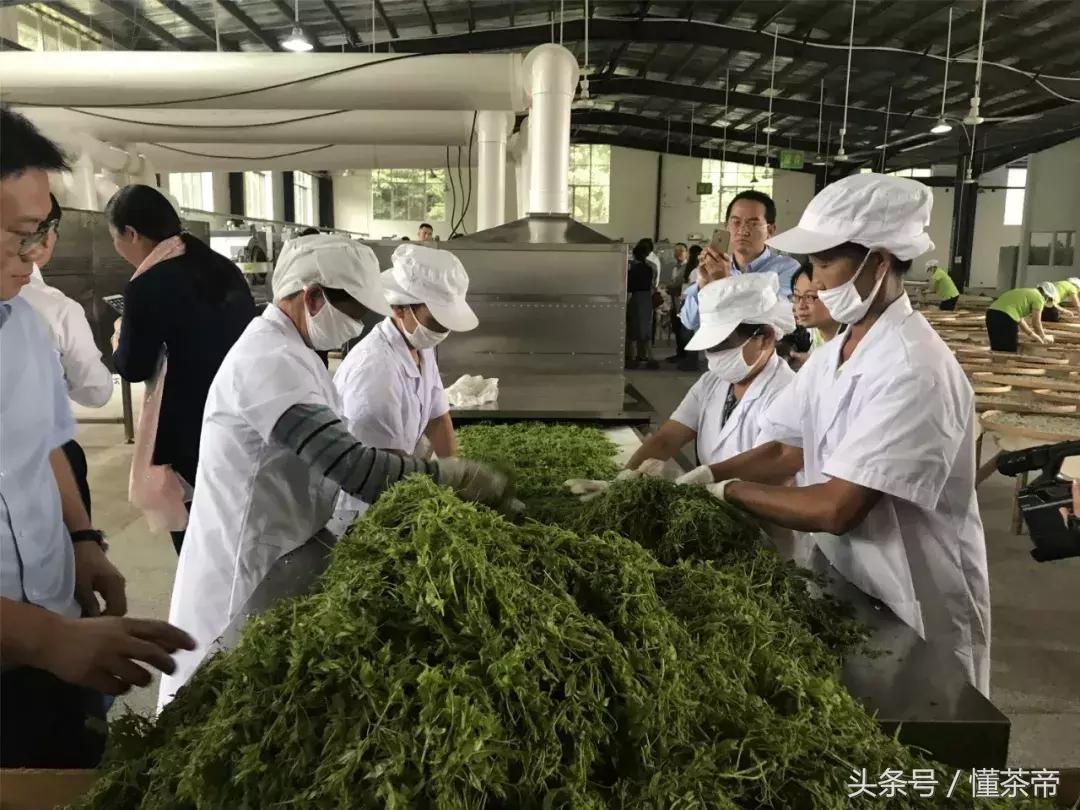 张家界神茶是什么茶,张家界神茶哪里最好
