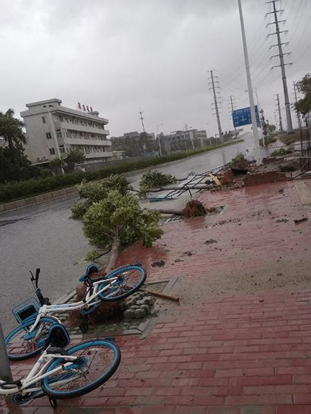 “山竹”来临东莞，倒拔树木，工厂停产……