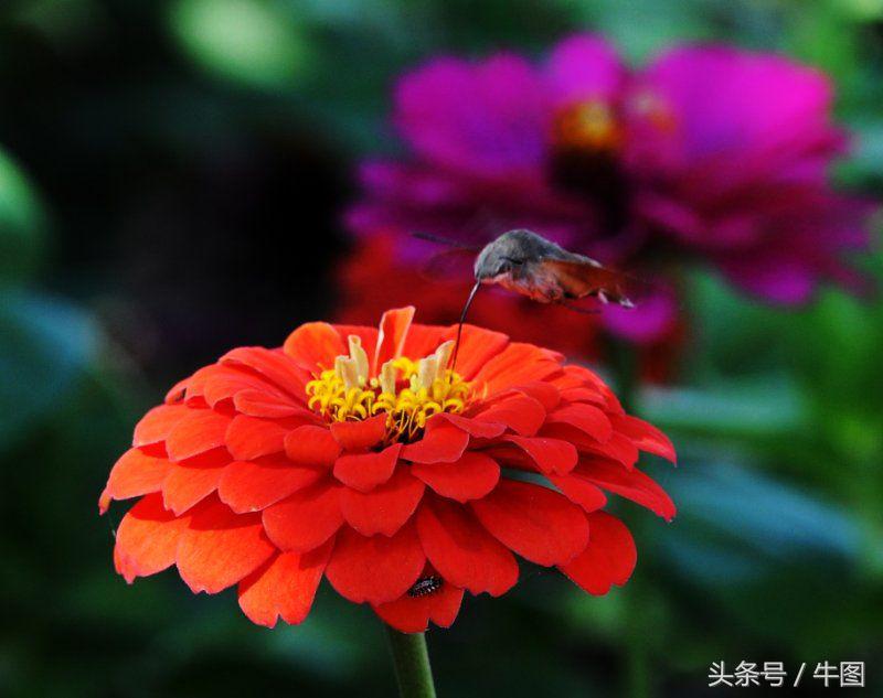 戚振林｜乳业教父郑俊怀和他的红星集团