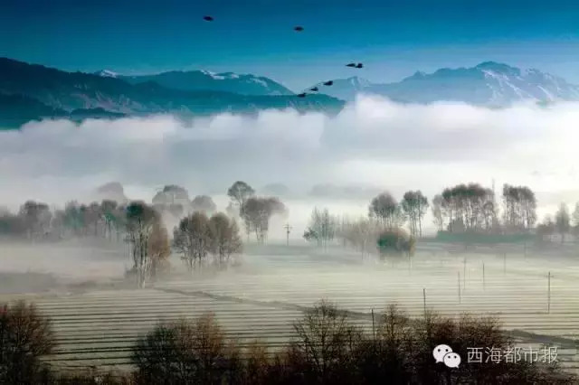 青海十大怪事完整视频,青海十大怪树