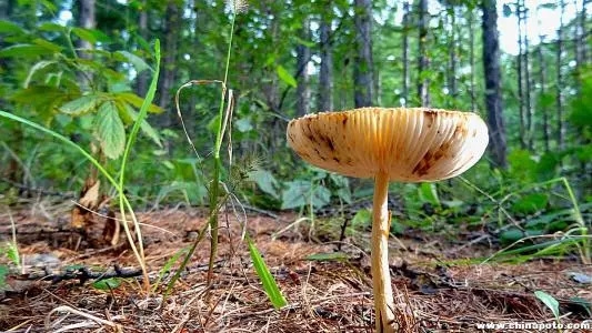 散文母亲的麦子,散文妈妈的炊烟