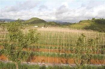 普定韭黄特产,普定韭黄图片