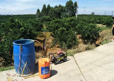 柑橘烂根如何解决,柑橘树苗出现烂根怎么回事