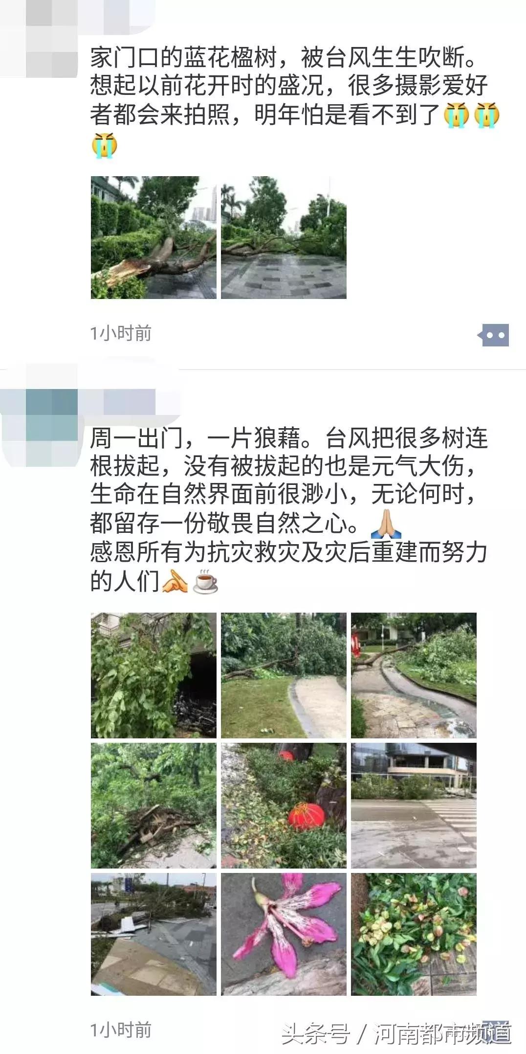 “山竹”过后首个工作日：广东人爬树都要去上班！